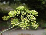 Фенхель обыкновенный – Foeniculum vulgare Mill. (2)