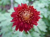 Фестиваль [Род дендрантема – Dendranthema (DC.) Desmoul]