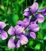 Фиалка (мотыльковидная)