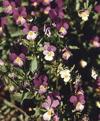 Фиалка (трехцветная)