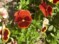 Фиалка Виттрока – Viola x wittrockiana Gams.