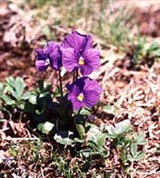 Фиалка алтайская