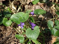 Фиалка белая – Viola alba Besser.