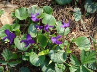 Фиалка душистая – Viola odorata L.