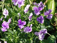 Фиалка желтая – Viola lutea Huds.