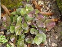 Фиалка лабрадорская – Viola labradorica Schrank.