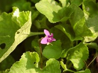 Фиалка мотыльковая, видная – Viola sororia Willd.