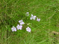 Фиалка собачья – Viola canina L.