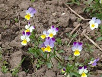 Фиалка трехцветная, анютины глазки, Иван-да-марья – Viola tricolor L. (1)