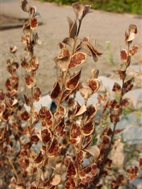 Фибигия щитовидная – Fibigia clypeata (L.) Medik.