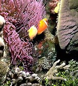 Фиджи (коралловые рифы)