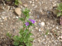 Физалис обыкновенный, Франше, зимняя вишня, китайский фонарик – Physalis alkekengi L. (1)