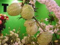 Физалис опушенный, земляничный – Physalis pubescens L.