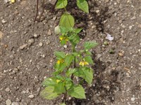 Физалис филадельфийский – Physalis philadelphica Lam. (1)