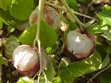 Физалис филадельфийский – Physalis philadelphica Lam. (2)