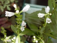 Физостегия виргинская – Physostegia virginiana (L.) Benth.