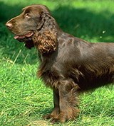 Филд-спаниель