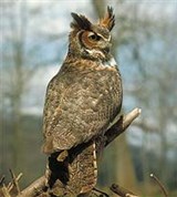 Филины (виргинский филин)