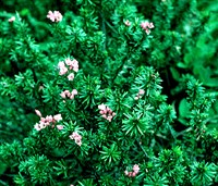 Филлодоце водяниковидная – Phyllodoce empetriformis (Sm.) D.Don.