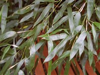 Филлостахис черный, куро-хику – Phyllostachys nigra (Lodd.exLindl.) Munro.