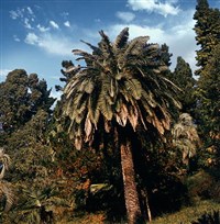 Финиковая пальма