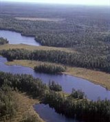 Финляндия (лес)