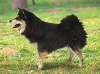 Финский лаппхунд