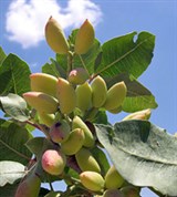 Фисташка (плоды)