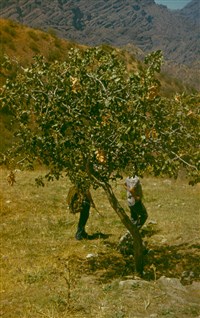 Фисташка туполистная, кевовое дерево – Pistacia mutica F.et M.