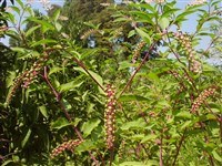 Фитолакка американская, десятитычиночная – Phytolacca americana L. (1)