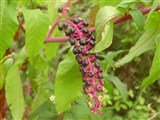 Фитолакка американская, десятитычиночная – Phytolacca americana L. (2)