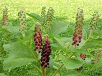 Фитолакка булавовидная – Phytolacca clavigera W.W.Sm.
