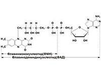 Флавинадениндинуклеотид
