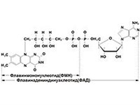 Флавинадениндинуклеотид