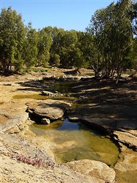 Флиндерс (вид)