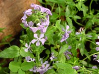 Флокс Арендса – Phlox x arendsii hort.