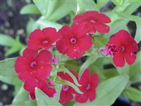 Флокс Друммонда, пламенник – Phlox drummondii Hook.