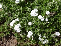 Флокс Дугласа – Phlox douglasii Hook.