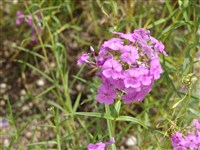Флокс гладкий – Phlox glaberrima L.