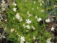 Флокс дернистый – Phlox caespitosa Nutt.