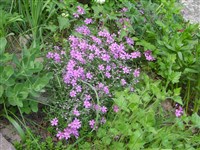 Флокс лежачий, прелестный – Phlox x procumbens Lehm.