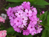 Флокс метельчатый, крестообразный – Phlox paniculata L.