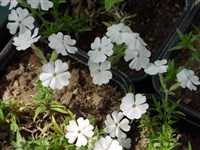 Флокс многоцветковый – Phlox multiflora Nels.