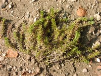 Флокс моховидный – Phlox bryoides Nutt.