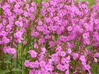 Флокс пятнистый – Phlox maculata L.