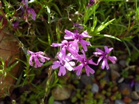 Флокс раздвоенный, звездчатый – Phlox bifida (L.) Beck.
