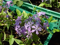 Флокс расходящийся, канадский – Phlox divaricata L.