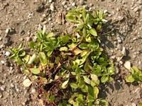 Флокс столононосный, ползучий – Phlox stolonifera Sims.