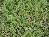 Флокс шиловидный – Phlox subulata L. (1)