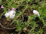 Флокс шиловидный – Phlox subulata L. (2)